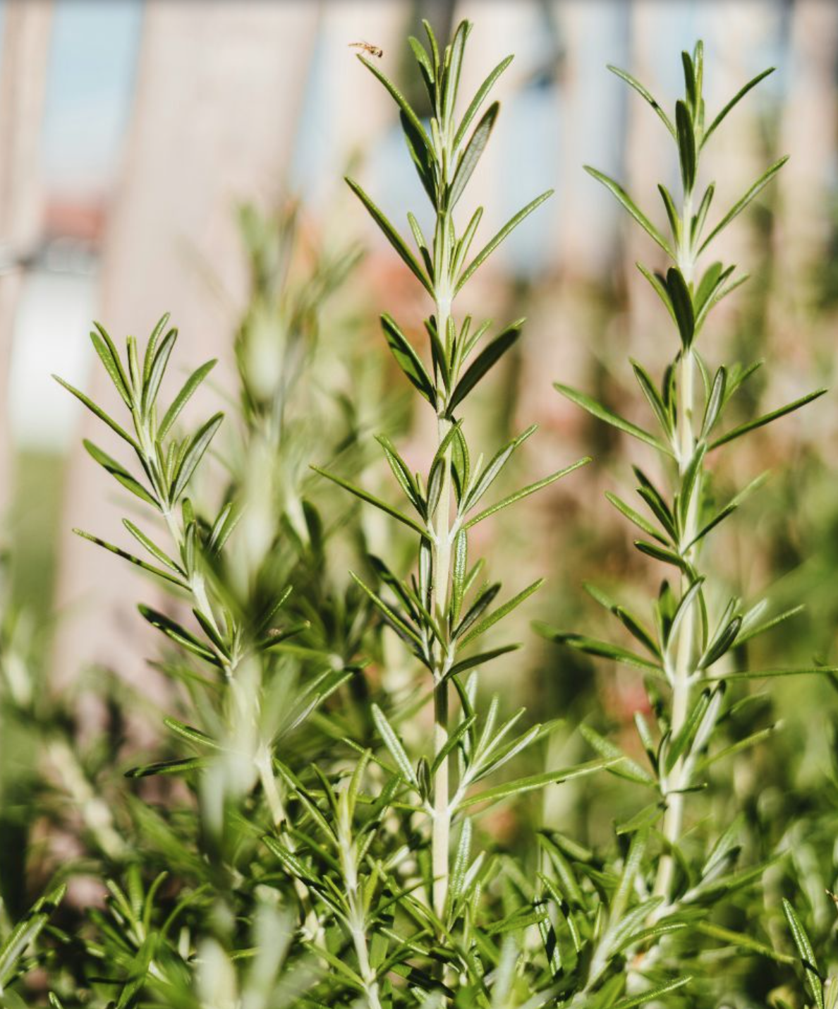 ACCA KAPPA - SFARIA - Krém na ruce 75 ml