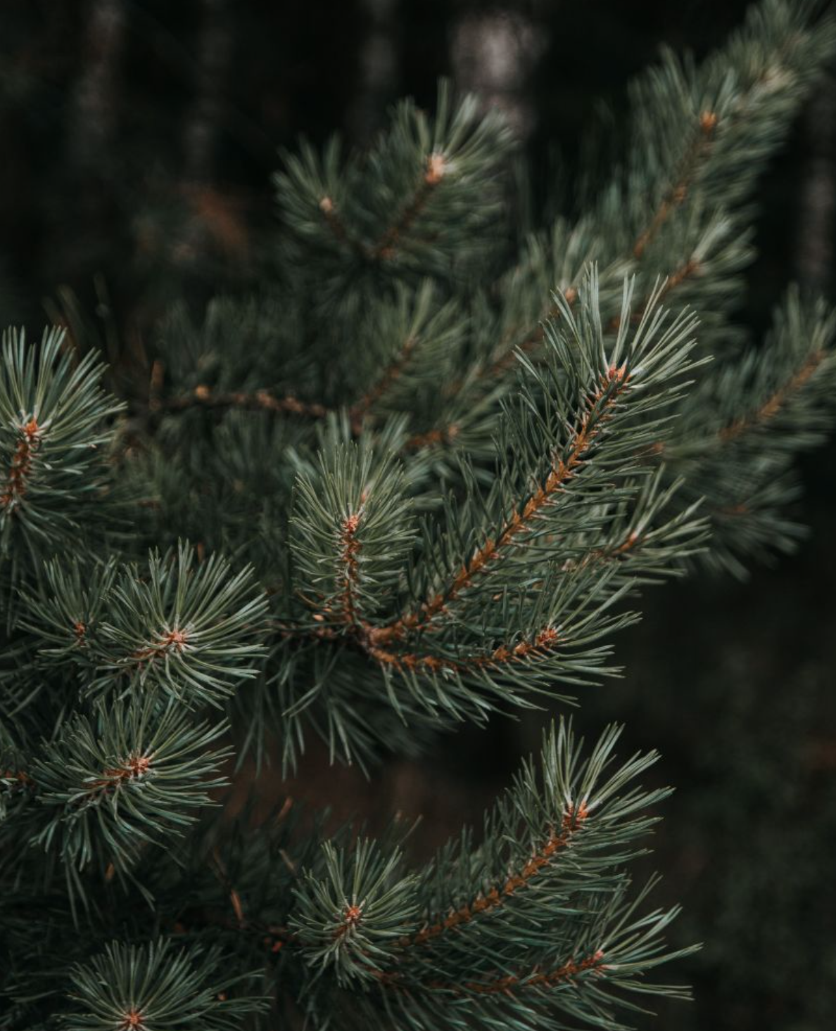 ACCA KAPPA - Sfaria - Parfém 100 ml